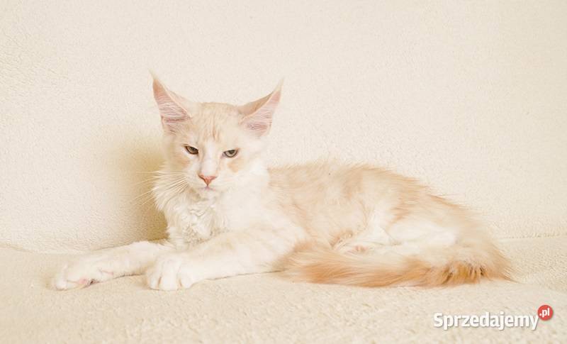 Przepiękny kocurek Maine Coon GOTOWY DO ODBIORU Białystok