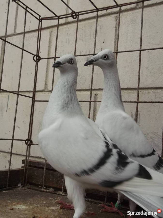 Sprzedam gołąbki ozdobne Garwolin