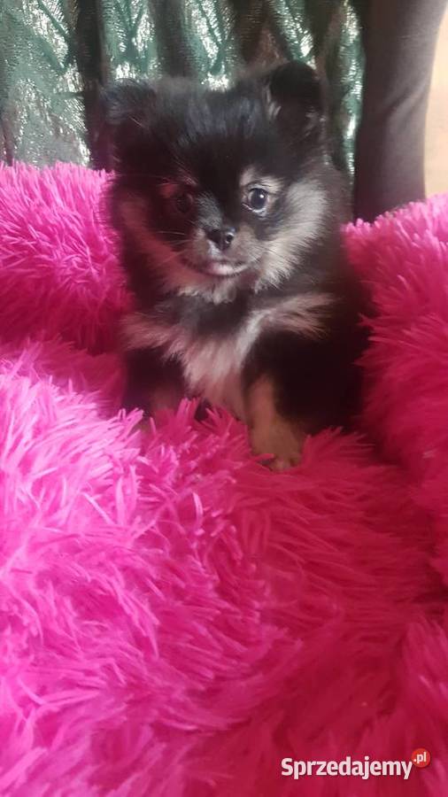 Suczka szpic pomeranion Płońsk