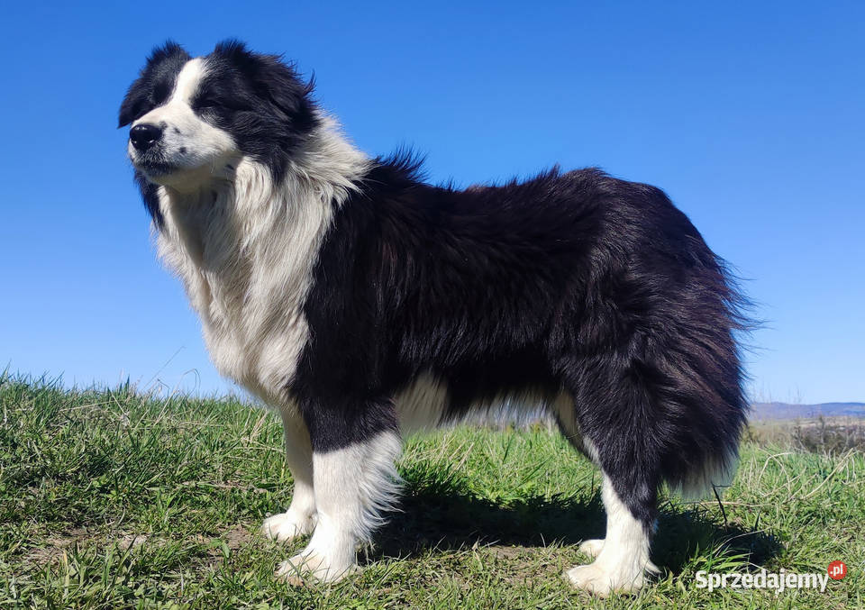 Suczka BORDER COLLIE z Hodowli Rasowa z pełną podkarpackie Iwonicz