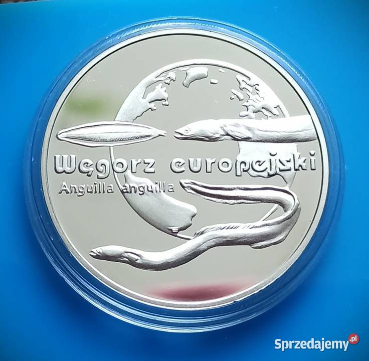 20 2003 Węgorz Europejski Wrocław