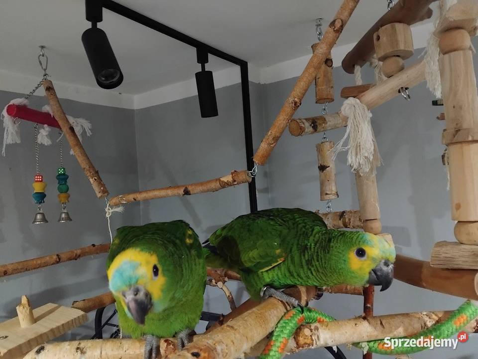Amazonka niebieskoczelna ręcznie karmione Ptaki pomorskie Prabuty