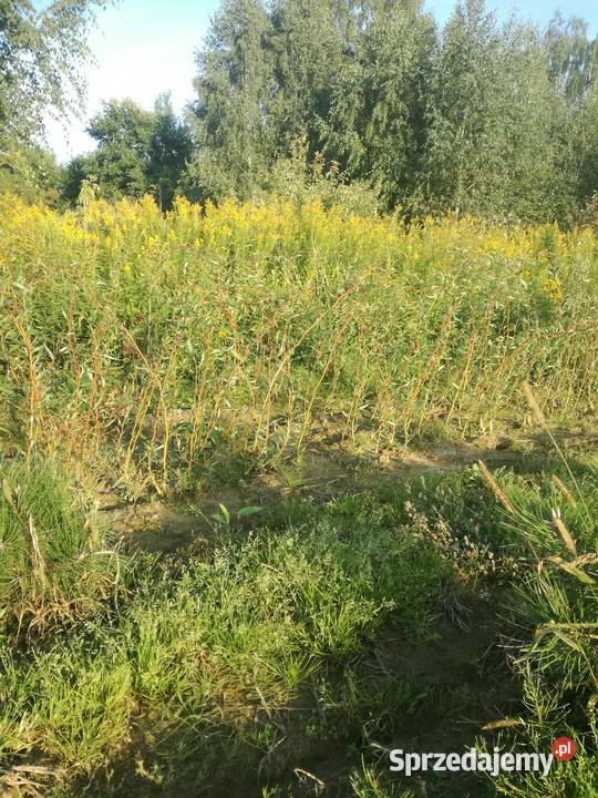 wierzba mandzurskapłacząca wierzby z gruntu Rośliny Puławy sprzedam