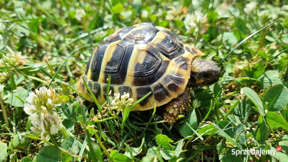 Żółw grecki testudo hermani z terrarium Gogolin