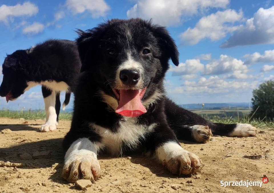 BORDER COLLIE czystej krwi z Hodowli Rasowy z Iwonicz sprzedam