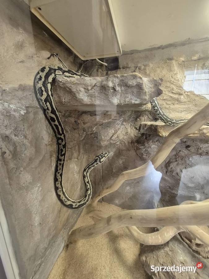 Sprzedam weza razem z terrarium Poznań