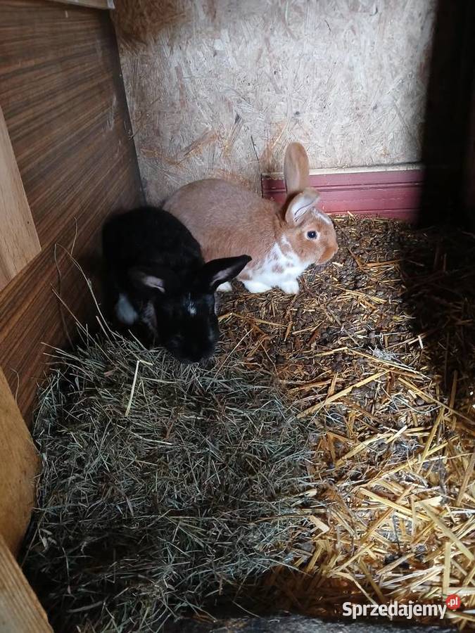Młode króliki mieszańce szukają domu