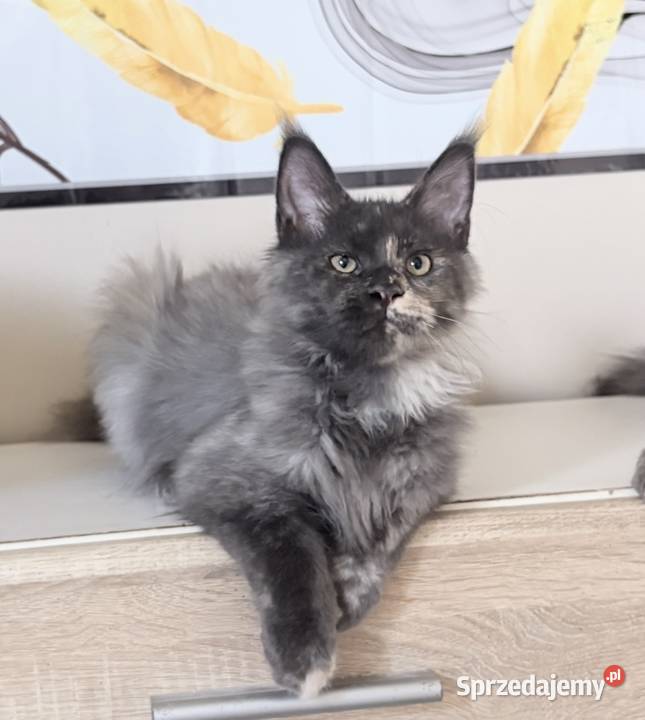 Maine Coon kocięta Wińsko