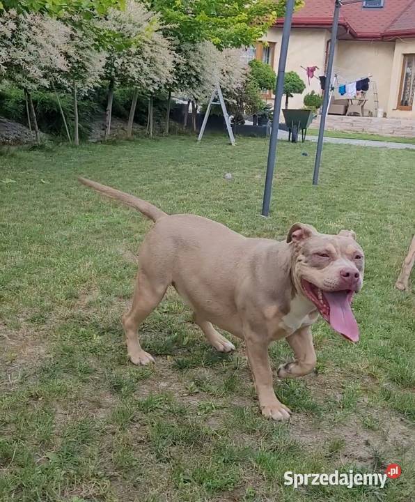 American bully Abkc piękne szczenięta Kraśnik sprzedam