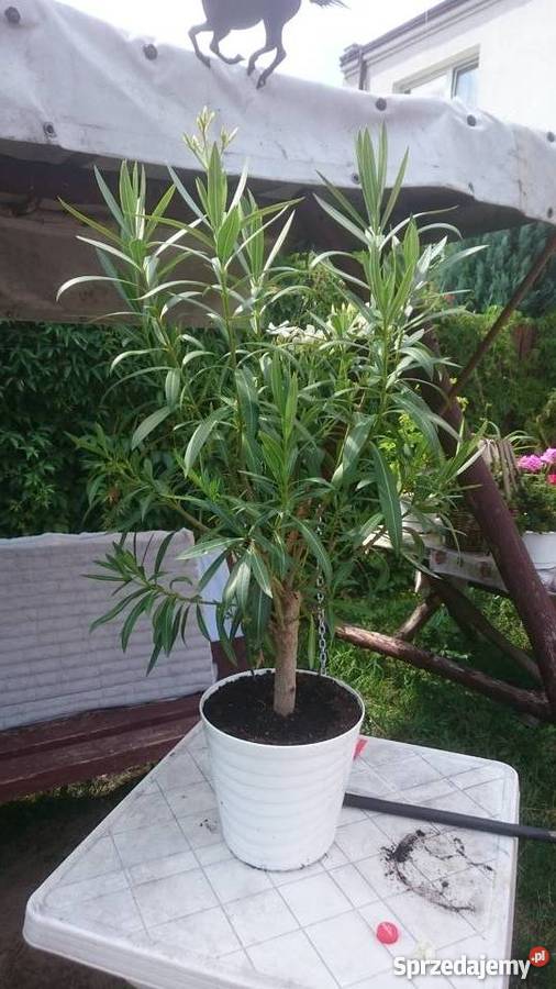 Piękny duży kwitnący oleander mazowieckie Zaborówek sprzedam