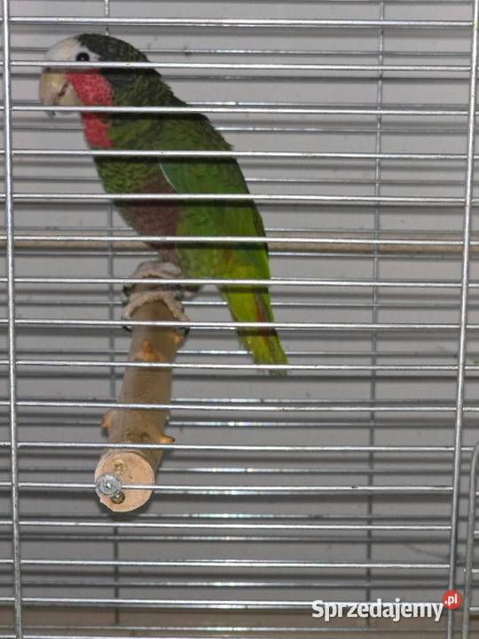 Amazonkę Kubańskasprzedam Ptaki Kraków