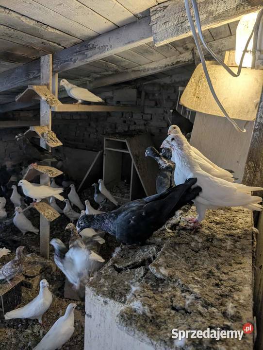 Sprzedam gołębie Jaworzno