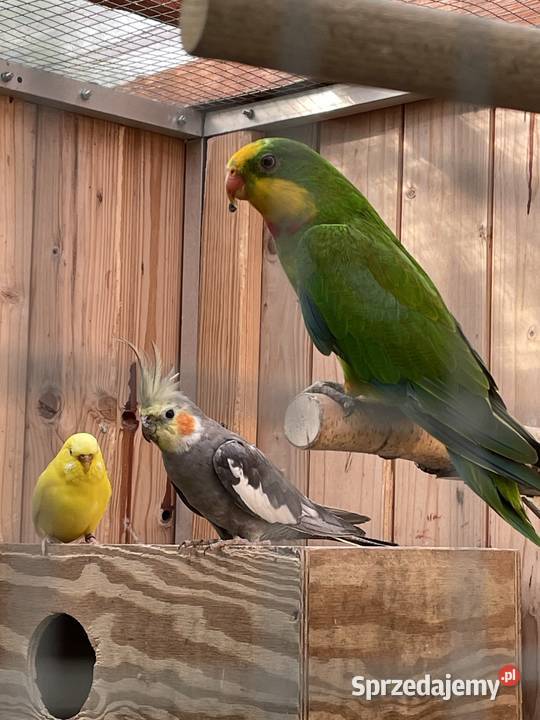 Barabanda Księżniczka Tarczowa Ptaki