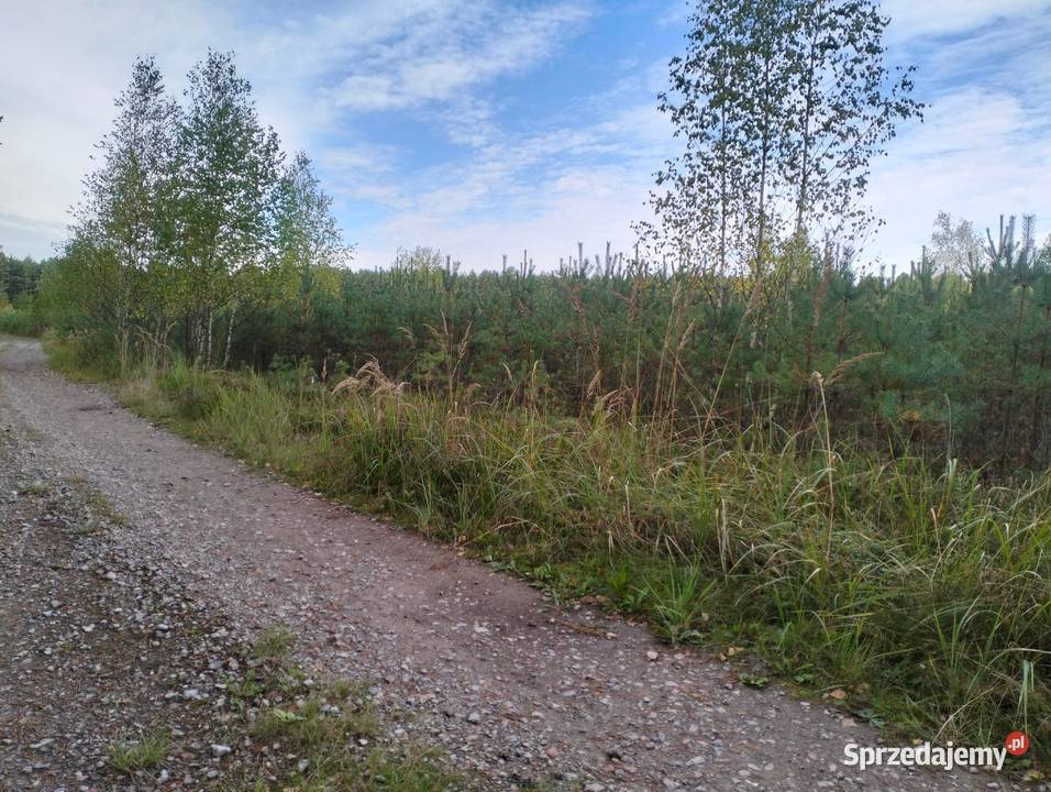 Działka Leśna 455 ha z Sosnowym Lasem Idealne Psary-Kolonia sprzedam
