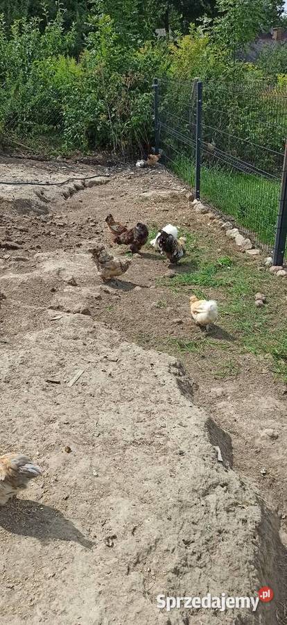 Kurki i kogutki ozdobne Komarów-Osada