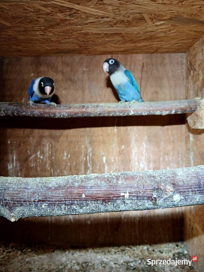 Sprzedam papugi nierozłączki