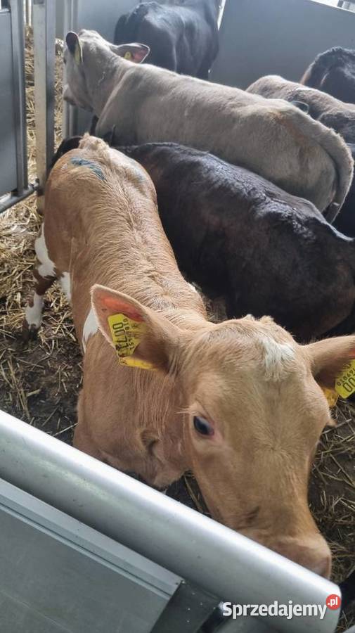Byczki Jalowki Mięsne mazowieckie Płock