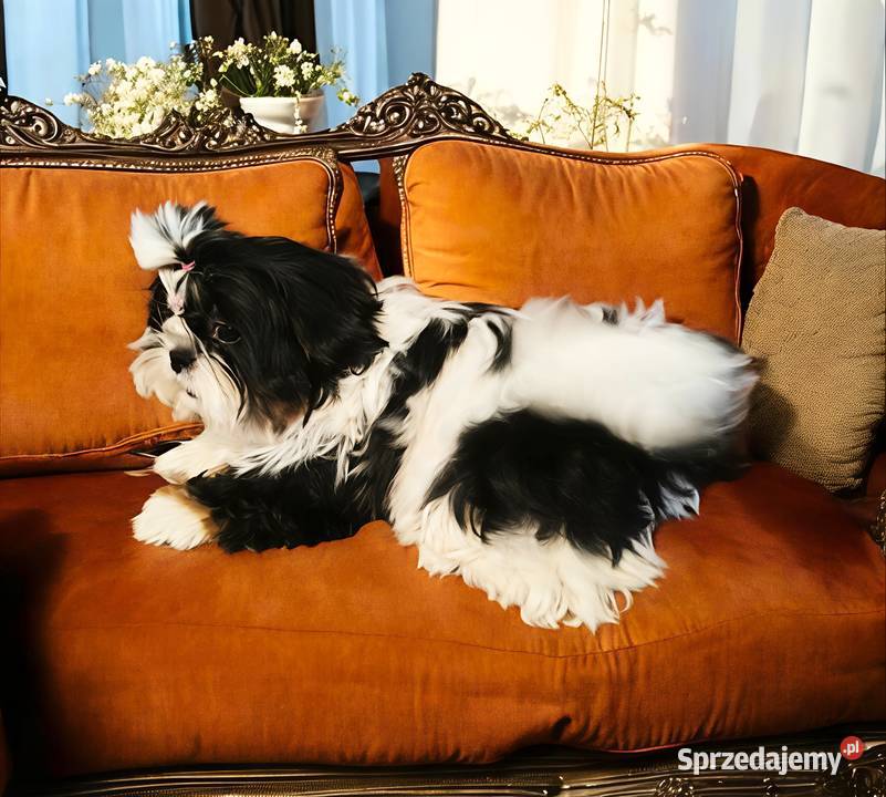 Shih tzu suczka piękna