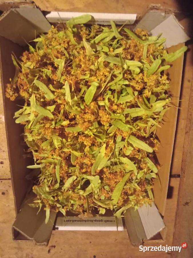 suszona lipa suszony kwiat lipy zbiór tegoroczny Radom sprzedam