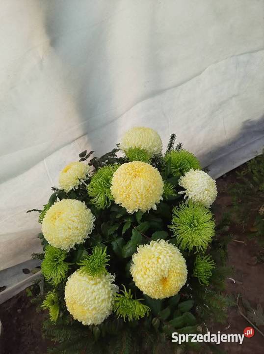 Chryzantemy doniczkowe wiązanki i bukiety Radom sprzedam