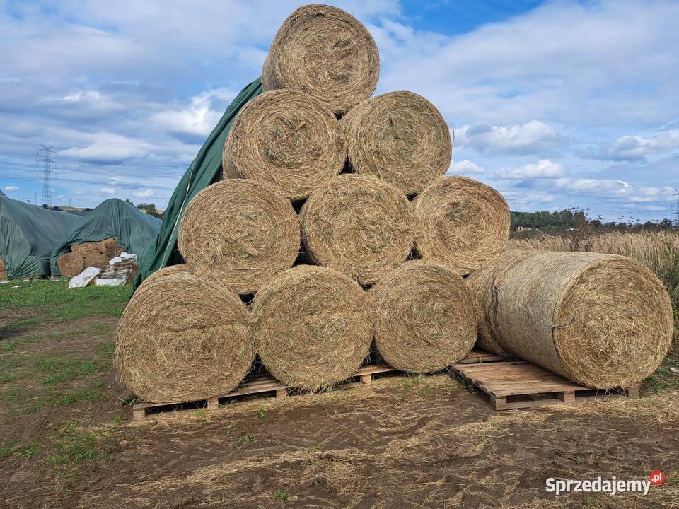 Siano w balotach jakości Trawy, słoma śląskie Podwarpie