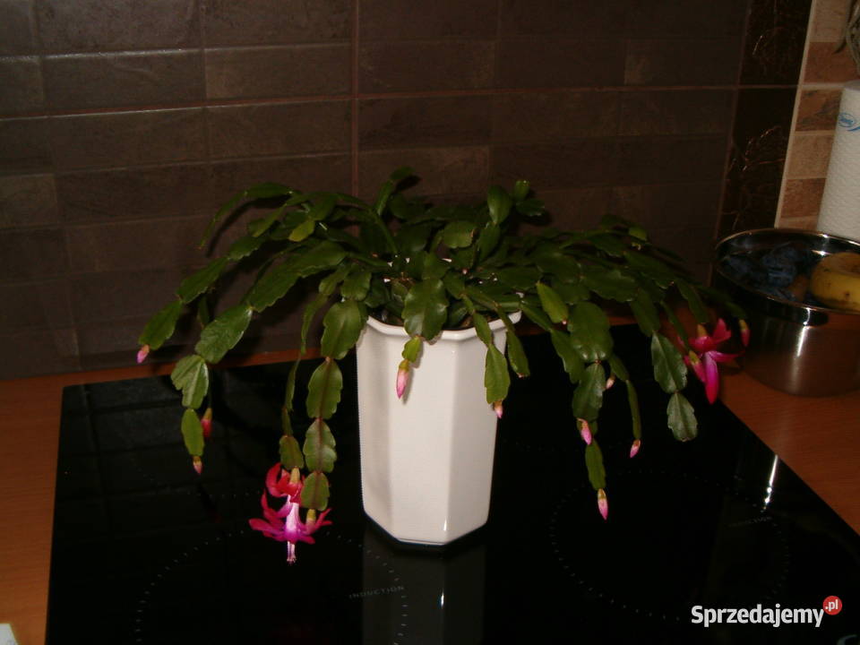 grudnik stara odmiana Schlumbergera szczepki Szczecin