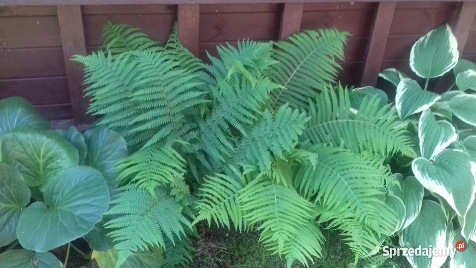 Zadbana działka ROD Kamieńczyk 500m2 z domem i 500m2