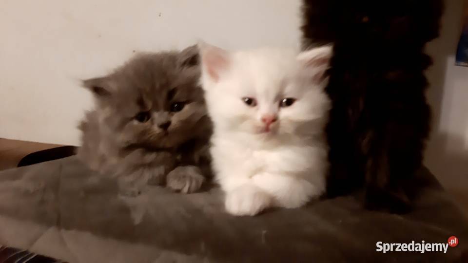 Przeurocze kanapowce perskie przytulasy Karpacz