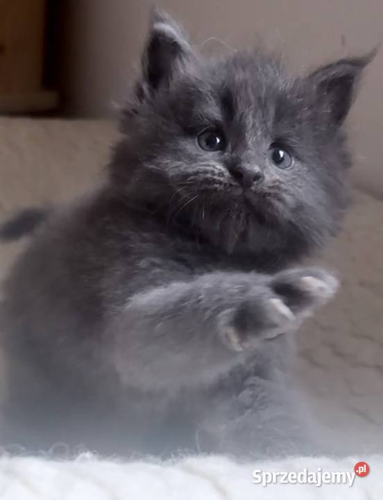 Maine Coon importach Wińsko