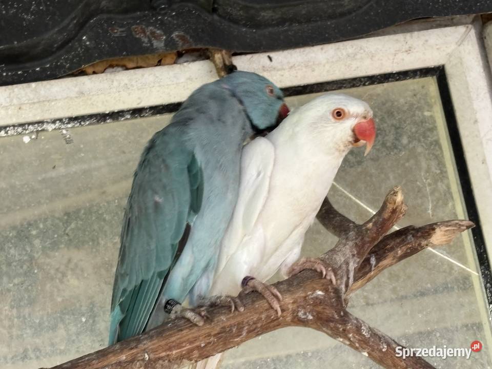 Papugi aleksandretty Ptaki Ośnica sprzedam