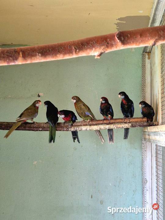 Rozelle Białolice Czarne tegoroczne Sędziszów Małopolski