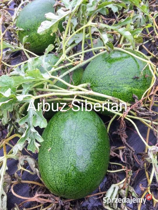 Arbuz z Syberii melon dynia nasiona Nasiona Kraków