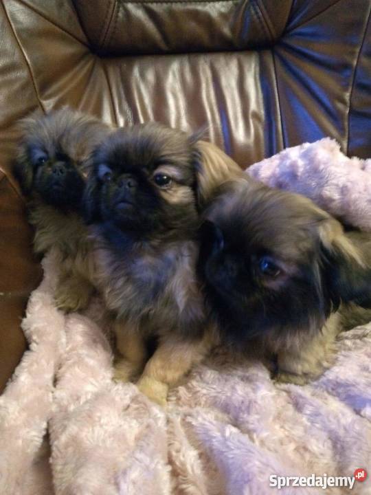 Śliczne pekińczyki Bogoria