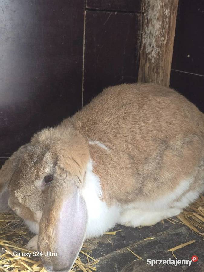 Króliki barany francuskie