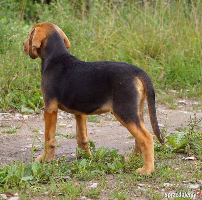 OGAR POLSKI Gdańsk sprzedam