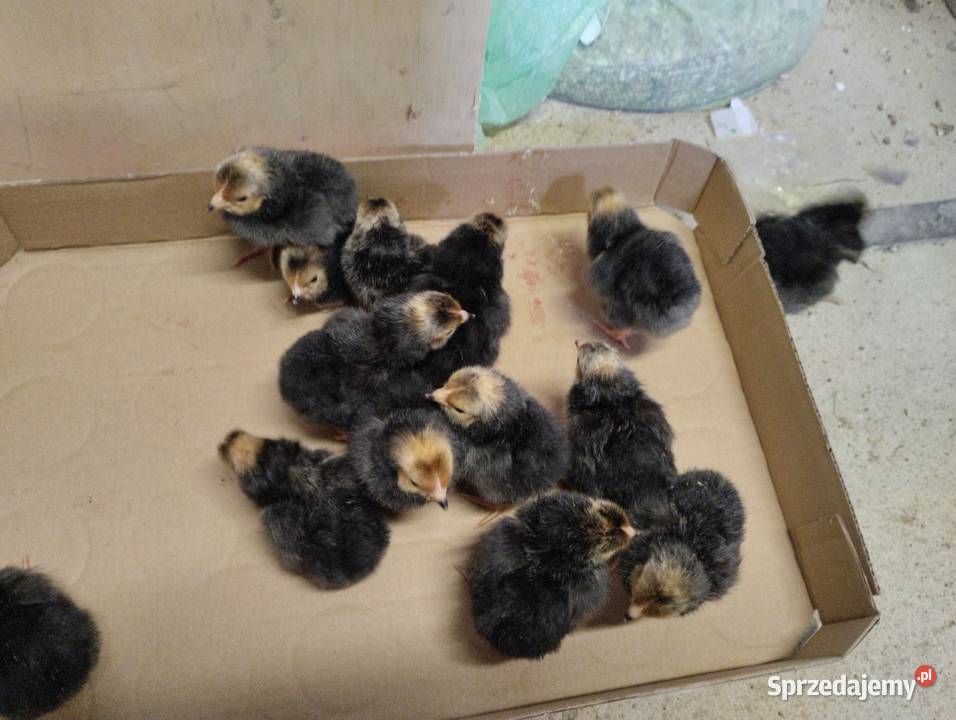 Pisklęta kurczęta ayam cemani vorwerk hamburskie Ptaki śląskie Opatów