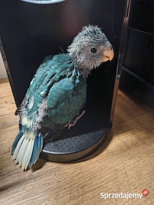 Papuga ręcznie karmiona oswojona Warszawa