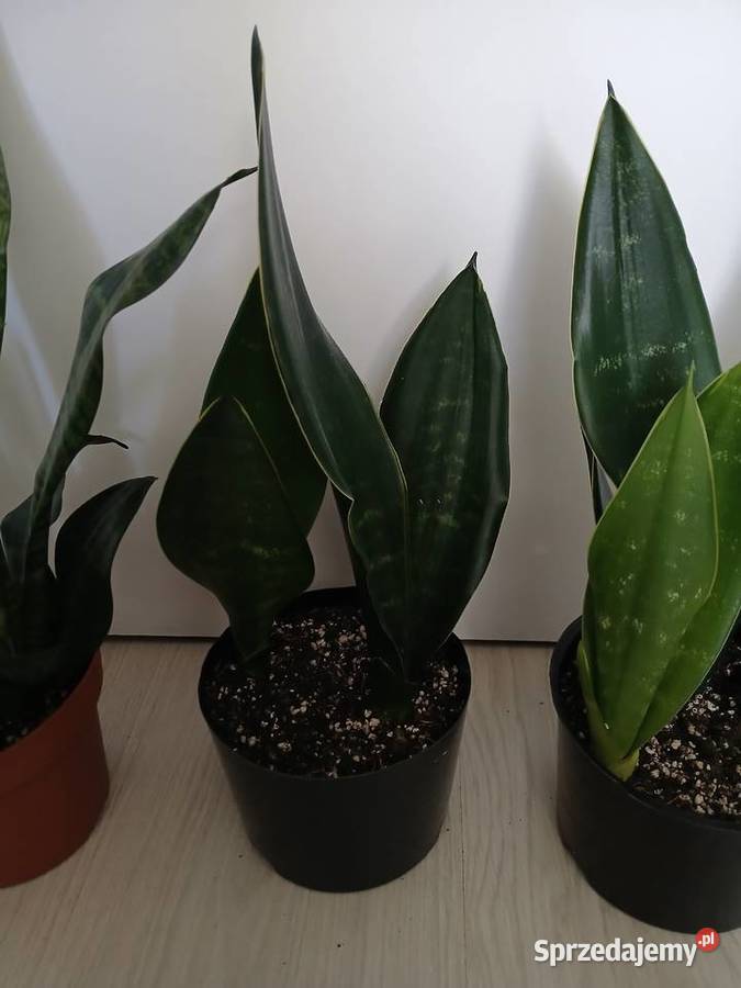 Sansevieria sanseweria black diamond i zeylanica