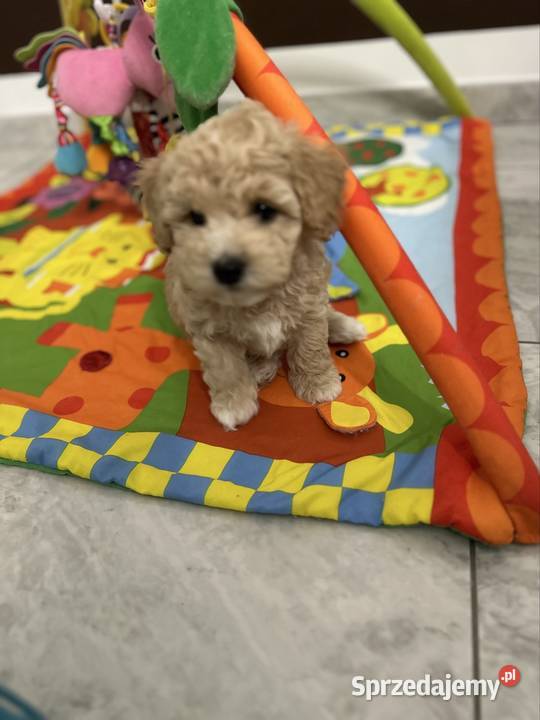 Bichon frise Pudel toy bichpoo Pozostałe Wrocław