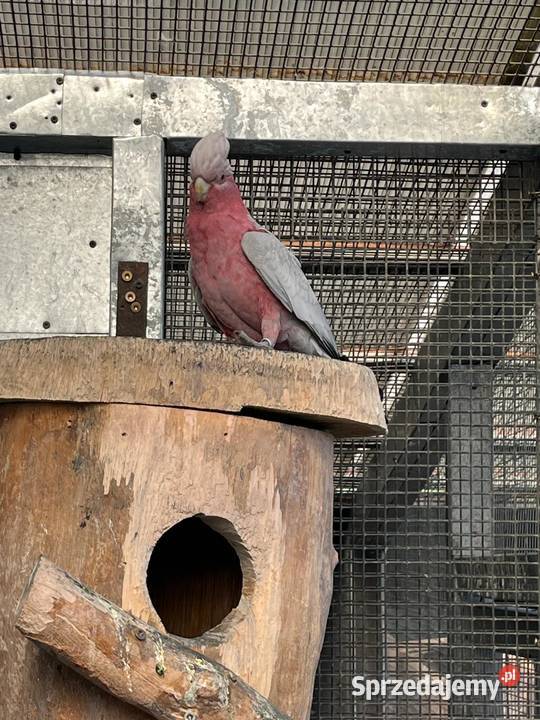 Samiec Kakadu rozowe sprzedam