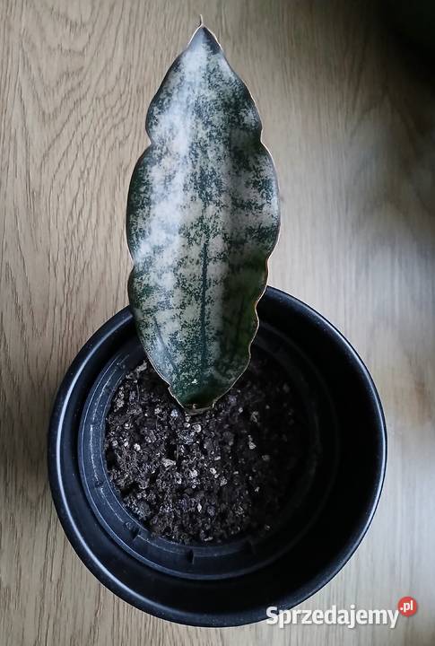 Sansevieria sanseweria kirkii varpulchra Kaktusy i sukulenty Rośliny domowe sprzedam