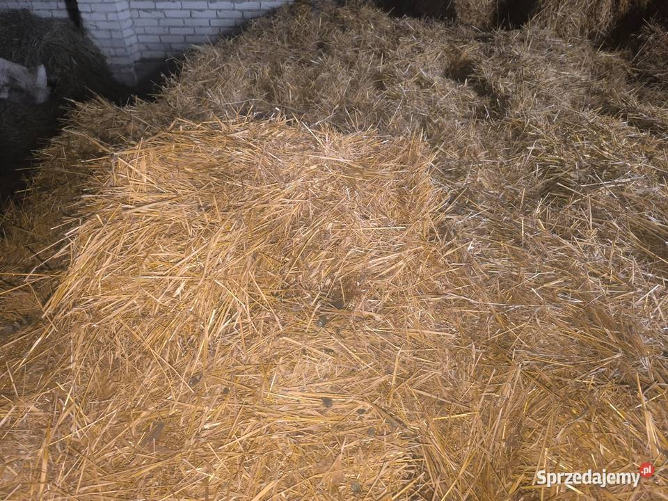Słoma w kostkach Nasielsk sprzedam