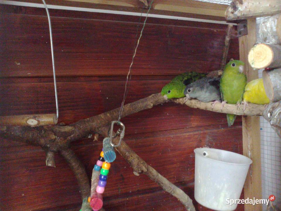 stokówka prążkowana katarzynka Pobiedziska