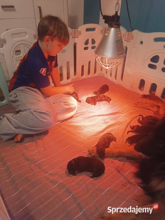 Szczeniaki owczarki niemieckie długowłose ZKWP Tuchola