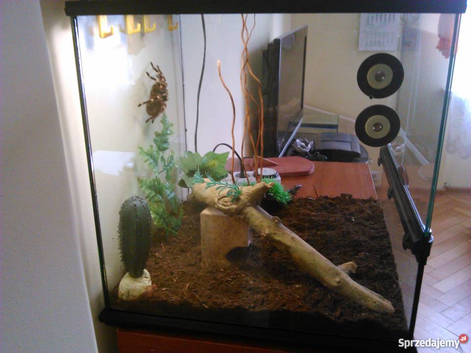 Ptasznik AGeniculata samica 100zl terrarium pro śląskie Tychy