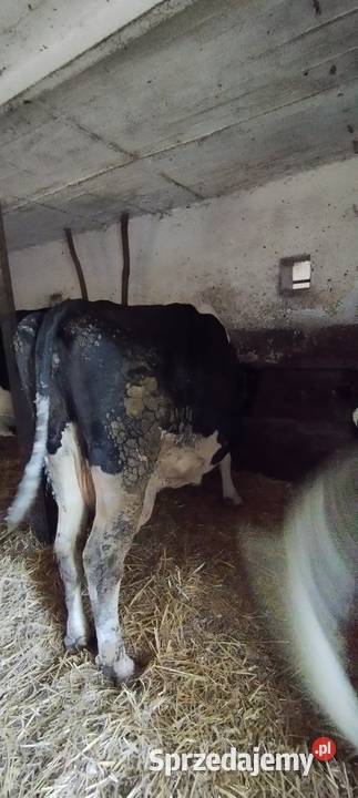 Sprzedam krowy cielne Lipowiec Kościelny