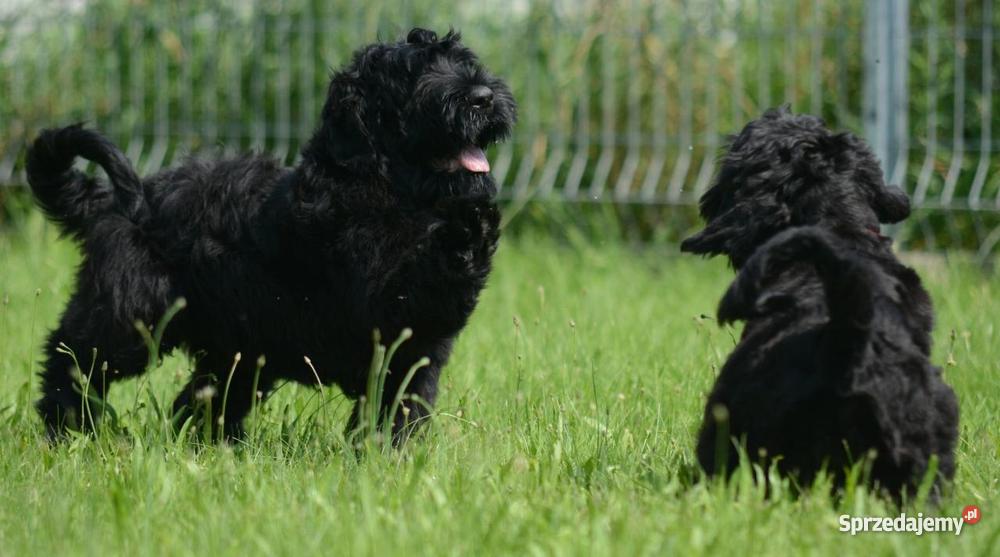 terier rosyjski szczenięta Dąbrowa