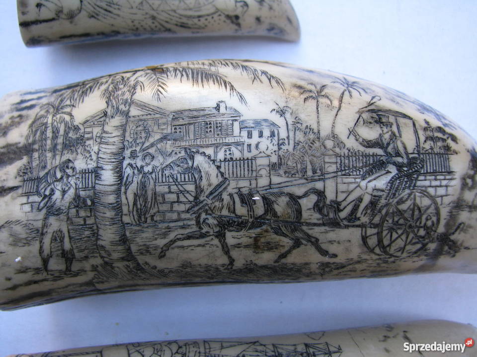 KŁY MORSA TROFEUM RZEŹBIONE 4 małopolskie