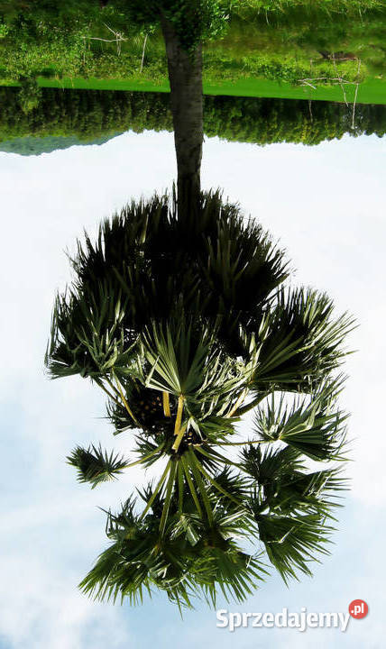 WINODAŃ WACHLARZOWATA Borassus flabellifer kujawsko-pomorskie Lubanie