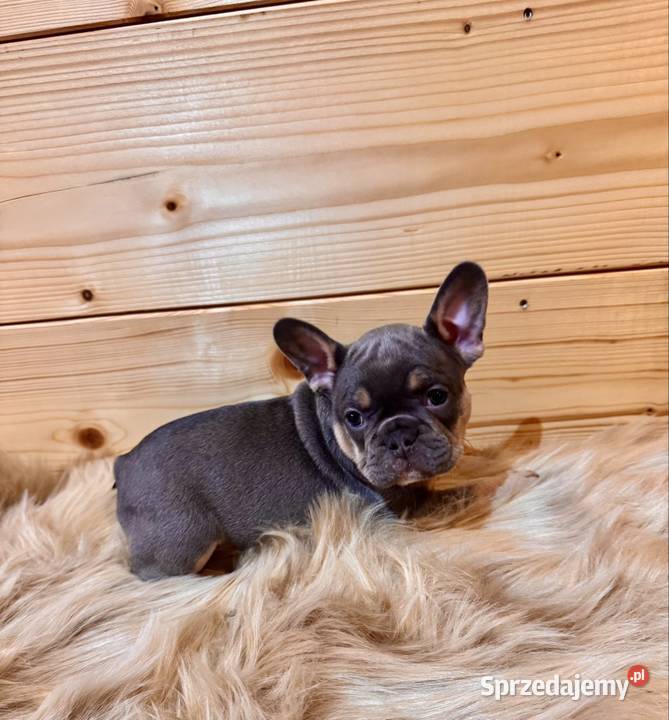 Buldog francuski Komańcza